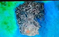 Crystalline Copper